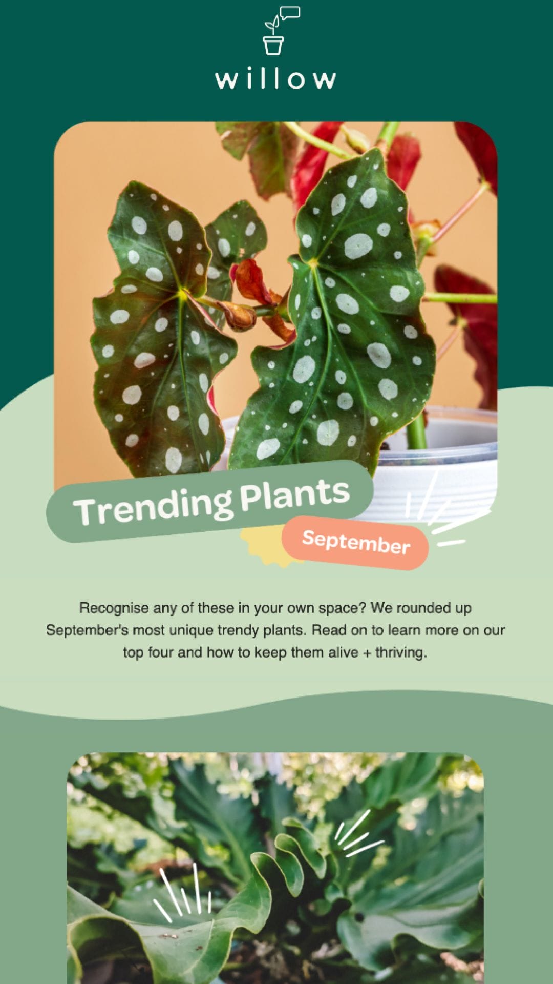 email example-willow