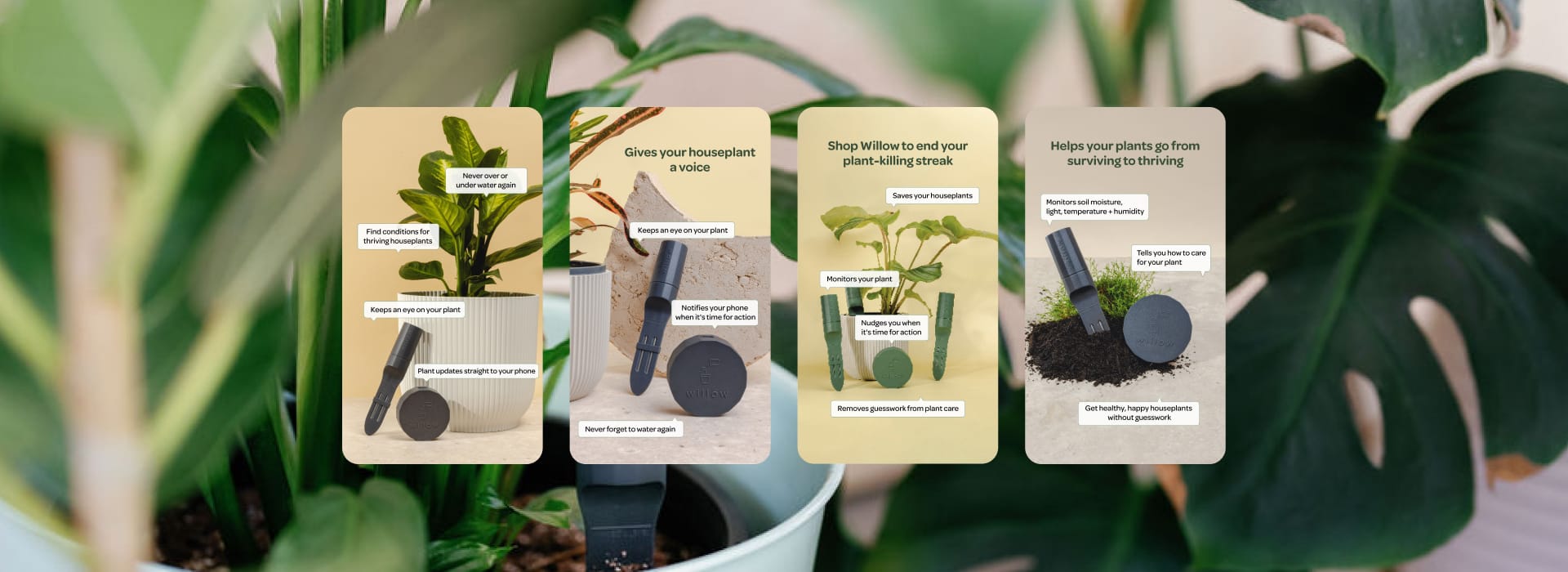 Plant With Willow