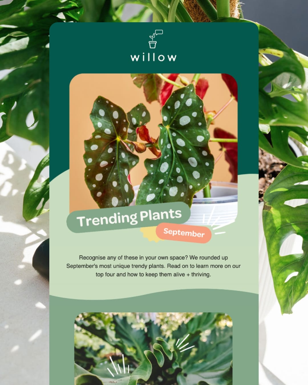 3 Willow email project image right